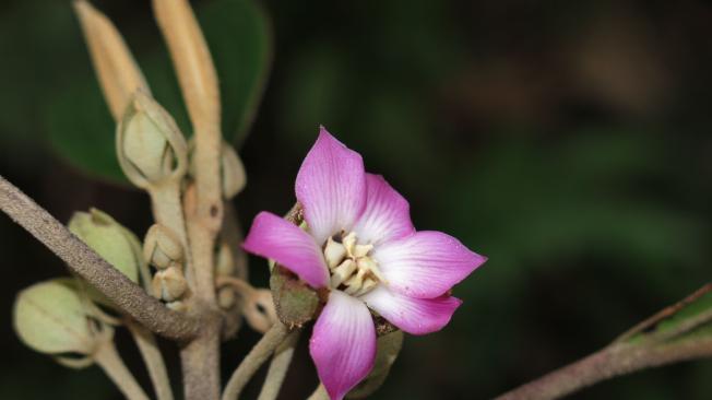 Blakea calyptrata (Melastomataceae)