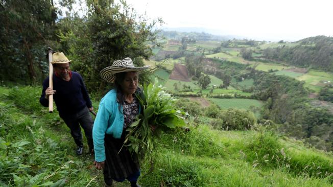 Cómo cultivar sin químicos, crear su propio abono o administrar sus recursos son algunas de las bases de la agricultura rentable y ecológica que campesinos del departamento colombiano de Nariño aprendieron con la cooperación internacional para mejorar su precaria vida rural.