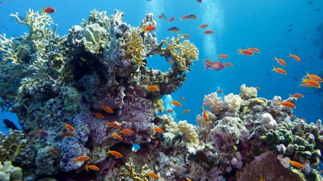 El cambio en la temperatura del agua afecta a los arrecifes de coral.