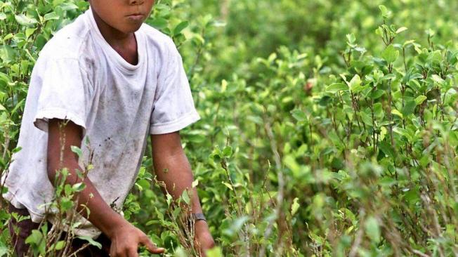 El cultivo de hoja de coca se multiplicó a niveles inauditos desde la década del 90 en Colombia.