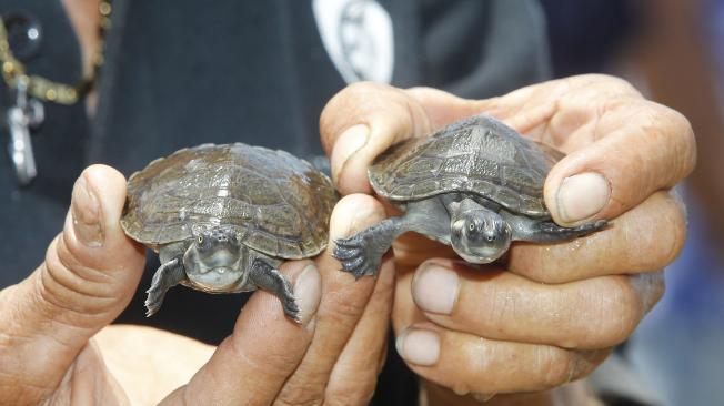 En el corregimiento de Estación Cocorná, ubicado en municipio de Puerto Triunfo al oriente de Antioquia, fueron liberadas, en la playa conocida como Costa Rica, 100 tortugas de río, Podocnemis lewyana, una especie endémica de Colombia y que se encuentra en riesgo de extinción.