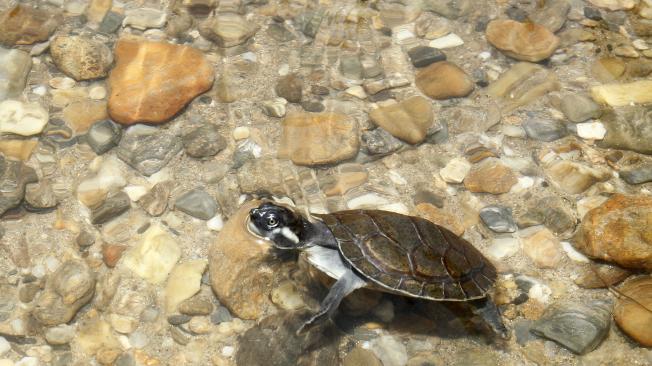 En el corregimiento de Estación Cocorná, ubicado en municipio de Puerto Triunfo al oriente de Antioquia, fueron liberadas, en la playa conocida como Costa Rica, 100 tortugas de río, Podocnemis lewyana, una especie endémica de Colombia y que se encuentra en riesgo de extinción.