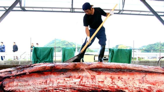 La entrada en vigor de leyes y tratados internacionales que prohíben la cacería contribuyó a la recuperación de la población de ballenas.