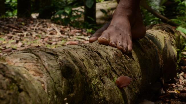 Según el Igac, la vocación del suelo en Colombia es en su mayoría forestal (54 %), seguida por la agrícola (19 %) y la ganadera (13 %).