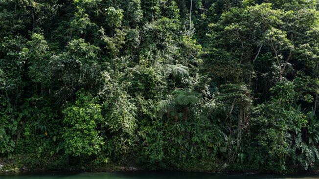 En 2016, el país perdió cerca de 179.000 hectáreas de bosque natural.