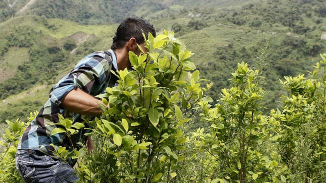 El proyecto sobre pequeños cultivadores de hoja de coca está pendiente en el Congreso.