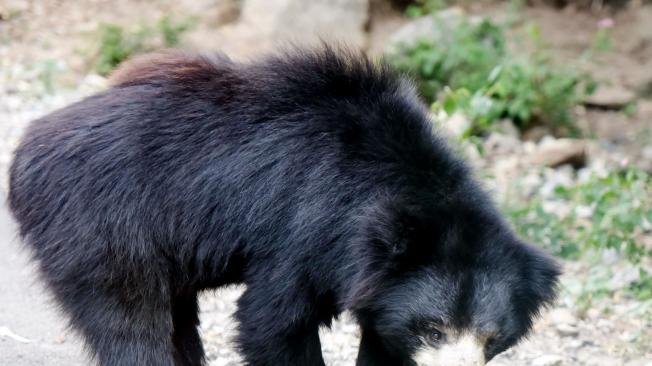El oso negro asiático es una especie en peligro de extinción, que convivía con la familia china.