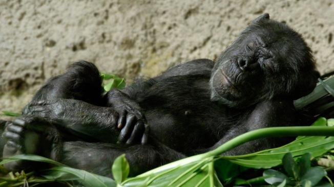 Los chimpancés arman un nido nuevo para dormir todas las noches.
