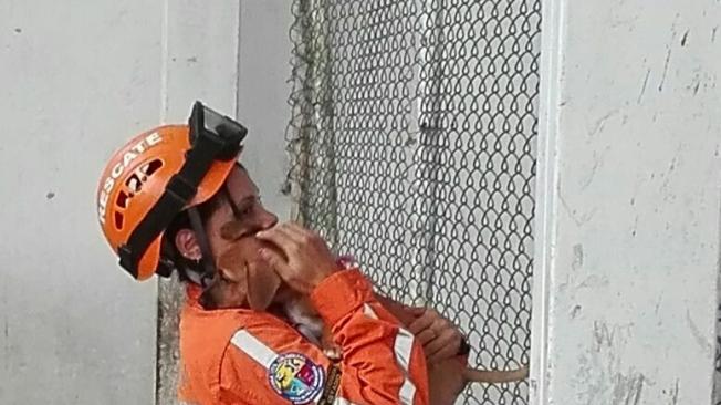 Muchas de las mascotas se habían quedado en Puerto Valdivia, a la espera de que sus amos regresaran, y fueron rescatados por brigadas de rescate.