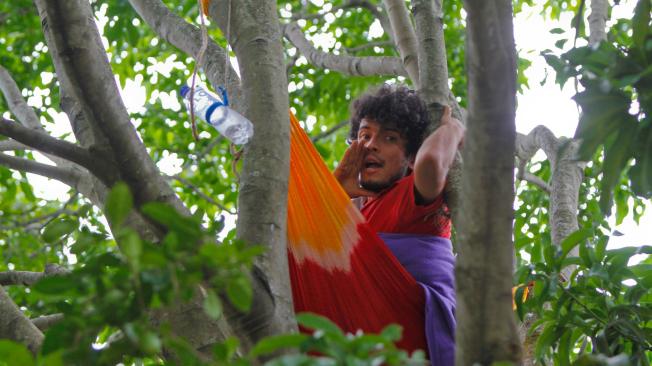 Decidió subirse al árbol luego de que la Alcaldía de Bucaramanga empezó, el sábado pasado, con la tala de 98 planta para construcción de intercambiador.