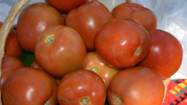 Tomates sembrados por excombatientes de las Farc. Desde que se puso en marcha el proyecto se han realizado 11 entregas de tomate y banano.