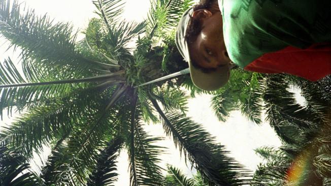 En el país se cuenta con unas 500.000 hectáreas cultivadas con palma de aceite.