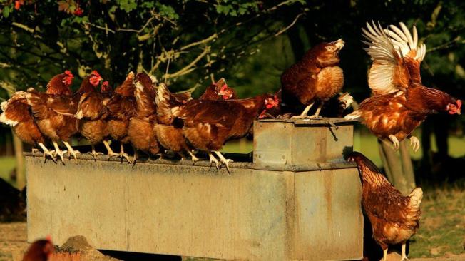 Las gallinas producen millones de huevos cada día.