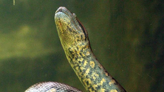 La anaconda fue traída desde el Amazonas, mide tres metros con 71 centímetros y tiene 7 años.