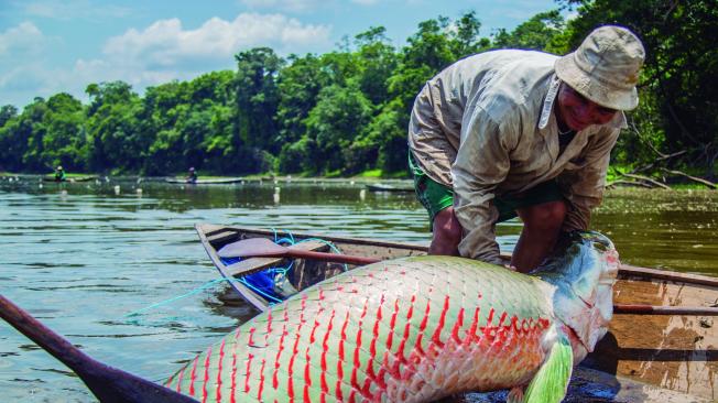 Pesca sostenible y gobernanza del territorio para la paz, algunos de los proyectos que se financian.