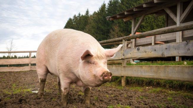 Otra teoría sugiere que los cerdos reales eran las alcancías de la gente pobre.
