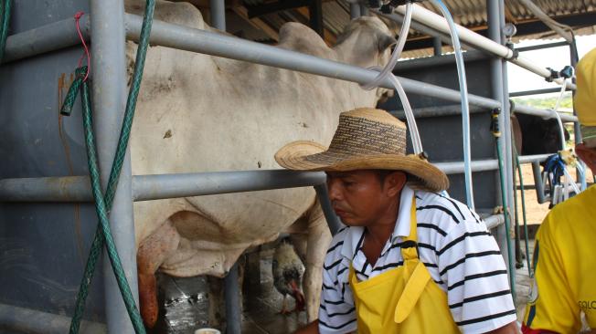 En la finca de doña Davelis Borja se ordeñan todos los días, a partir de las 4 de la mañana, de forma mecánica, 17 vacas. Con toda la tecnología de succión y recogida de la leche.