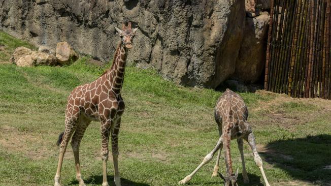 Las jirafas recorrieron su nuevo hogar y comieron hojas, que son su dieta principal.
