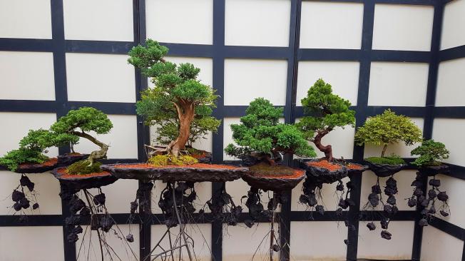 Exposición bonsái