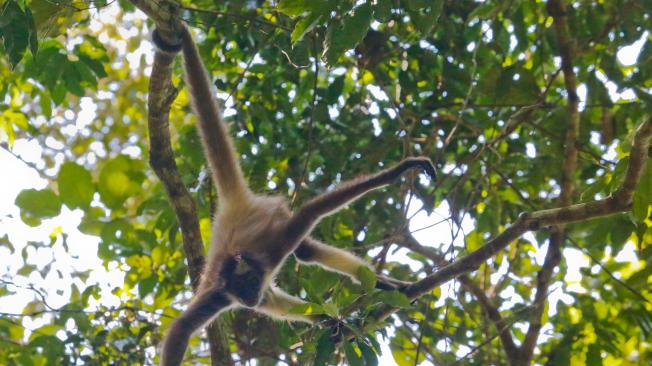 El mono aullador, una especie en vía de extinción, se mueven grupos por la ramas de los árboles de los bosques del Magdalena Medio.