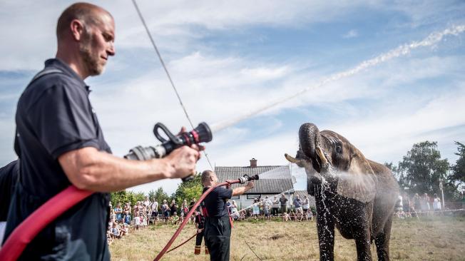 Varios bomberos rocían con agua a un elefante del circo Arene en Gillele (Dinamarca).