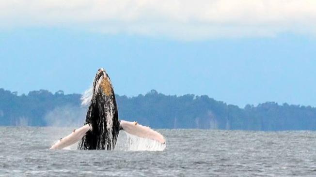 Las ballenas se encuentran en las playas para deslumbrar a fotógrafos y visitantes que quieran recordar a estos mamíferos