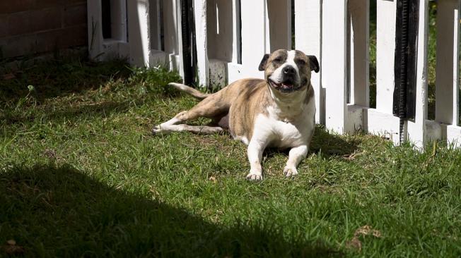‘Popsy’ es una perrita pitbull de 8 años que fue usada durante muchos años para obtener crías. Busca un adoptante responsable y paciente.