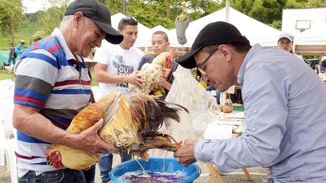 Antes de concursar, los gallos son revisados por el experto José Alejo Velasco.