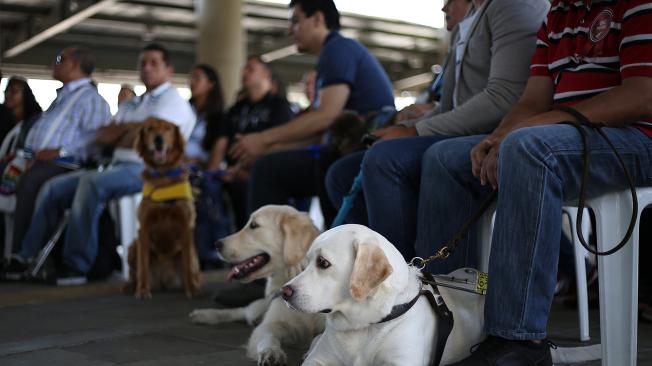 Los perros guía y asistenciales están entrenados y certificados.