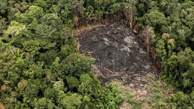 Avaaz presentó la denuncia penal ante la Oficina de Derechos Humanos de la Fiscalía. En 2017, Colombia perdió cerca de 220.000 hectáreas de bosque natural (un 23 % más que en 2016). El 65 % de la deforestación se concentró en la Amazonia.