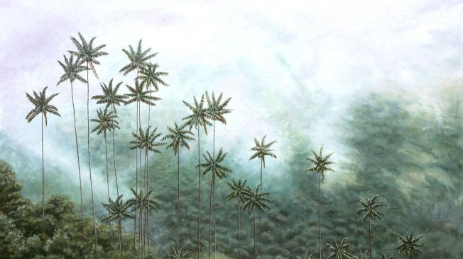 Los famosos bosques de palma de cera inmortalizados por el pincel de Bernal.