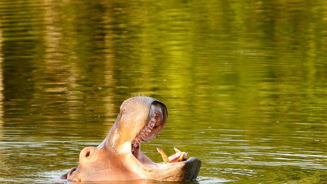 Hipopótamos Hacienda Nápoles