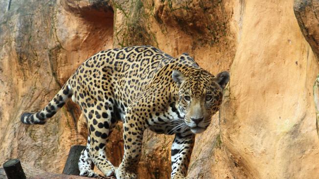 El jaguar llegó al Bioparque hace 15 años acompañado de otros animales como un ocelote, un cocodrilo, y dos marimondas,