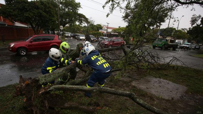 La fuerte lluvia provocó la caída de tres árboles en el barrio La Flora.