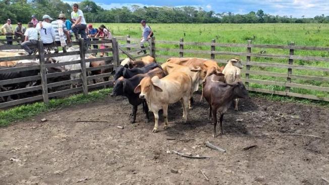 El proyecto productivo silvopastorial con recursos de las Naciones Unidas entregó unas novillas y un toro la semana pasada.