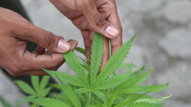 Redfund Capital Corporation firmó una opción para comprar el 30 por ciento de las acciones de Biominerales Pharma Colombia, firma de cannabis medicinal, que en trámite de licencias que le permitirán cultivar, procesar y exportar aceite extraído de esa planta.