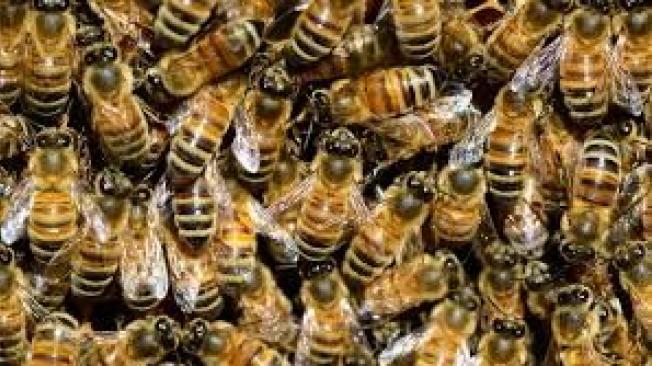 Sin abejas nuestra existencia en esta tierra es casi imposible