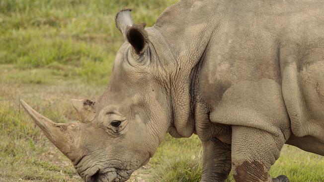 Fallecer Vera, la rinoceronte Hacienda Nápoles