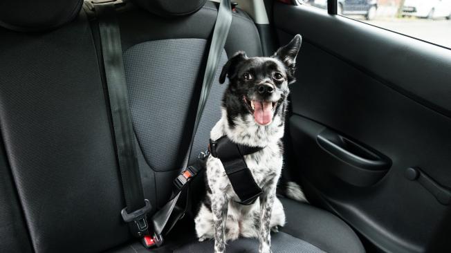 Existen cinturones de seguridad especiales para que su perro no se lastime al momento de frenar. Recuerde que las mascotas deben viajar en los asientos traseros para su protección.