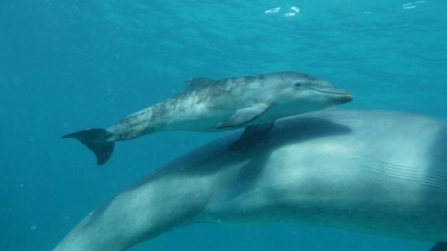 Sol es una delfín fuerte según los científicos del Oceanario de Islas del Rosario