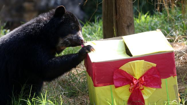 El oso desbarató la caja de regalo. En el Zoológico hay 1.200 especies.