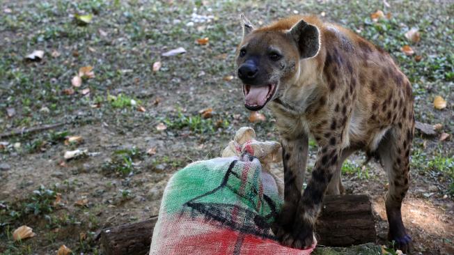La hiena disfrutó su bocado de carne.