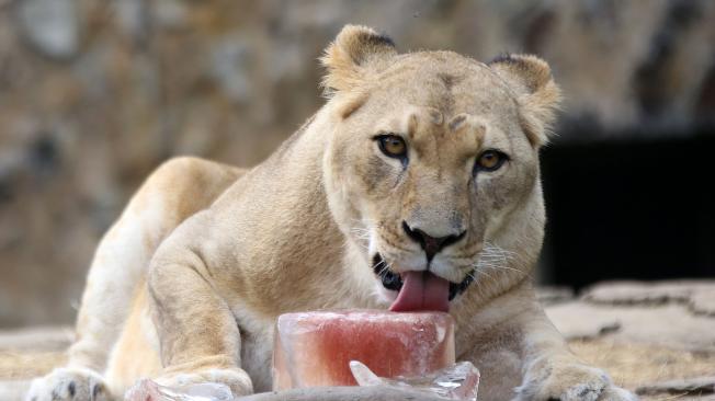 Limón, una de las dos leonas, disfrutó de su helado de carne y sangre.