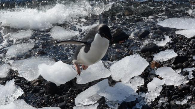 Las ochenta líderes científicas de la expedición Homeward Bound tocaron tierra en la isla Paulet, en el extremo noreste de la península Antártica, donde sobresale una extensa colonia de pingüinos de Adelia, una especie casi amenazada que vive una migración hacia el sur del continente blanco.
