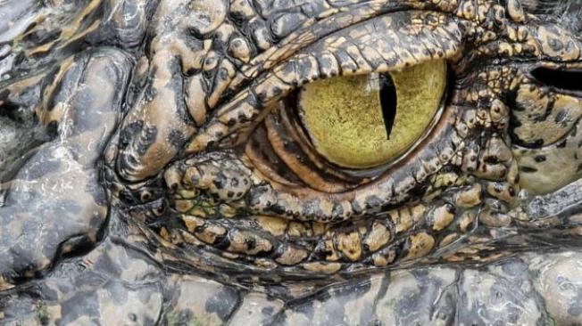 Los reptiles conservan estas membranas que les ayudan a humedecer los ojos.