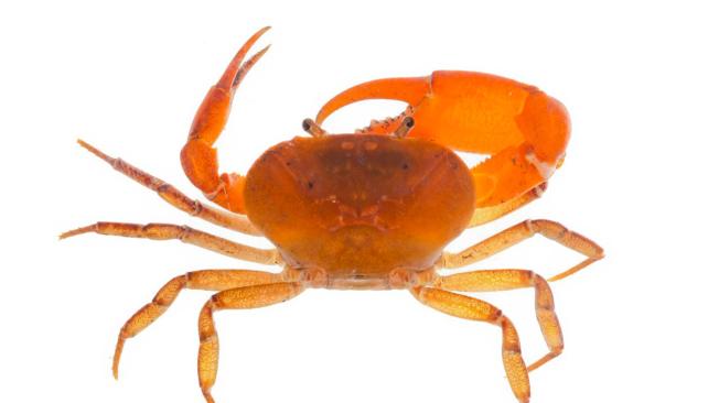 Nueva especie de cangrejo de agua fue hallada en Santander