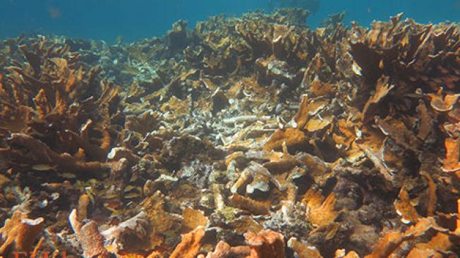 El 30 por ciento del coral ‘Cuerno de Alce’ en Little Reef fue arrasado por embarcaciones a su paso por la zona.
