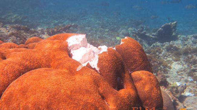 Los corales cerebros también han sufrido las consecuencias del paso de estas embarcaciones del Little Reef.