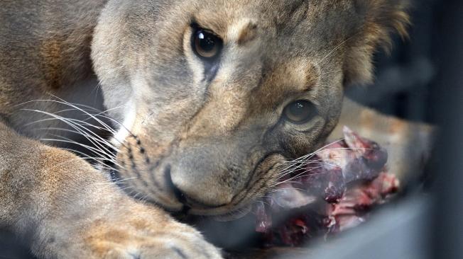 Cali febrero 21 de 2019. Limón, una leona de 11 años de edad, en el momento de su alimentación en el zoológico de Cali. La alimentación de los felinos se hace bajo estrictos controles por parte de sus cuidadores.