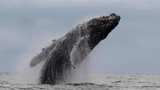Avistamiento de ballenas es uno de los planes más destacados del Pacífico.
